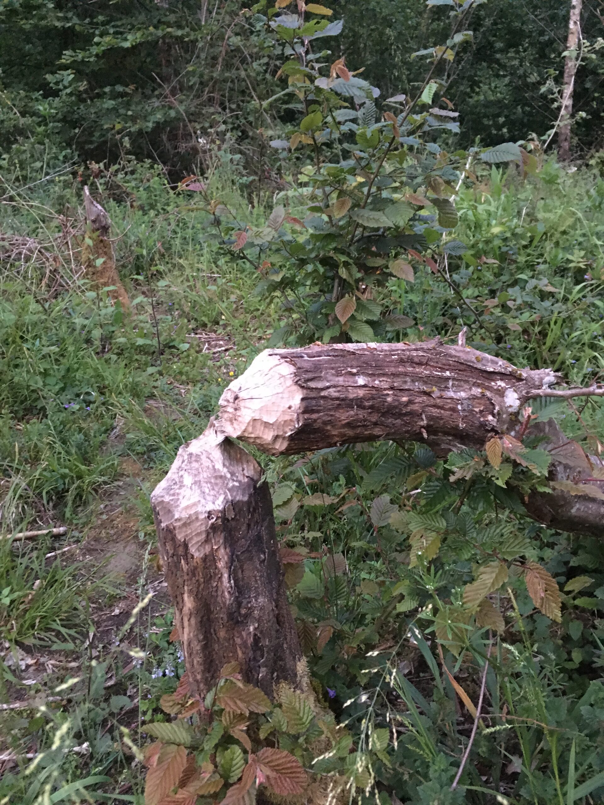 Promenade à Castors